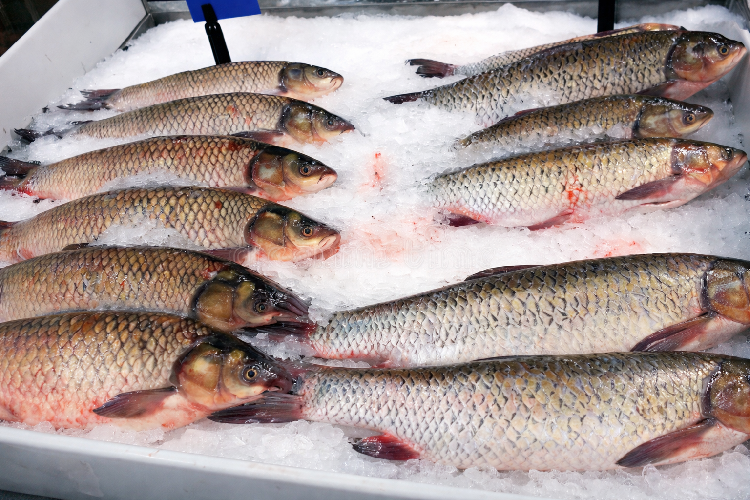 RS Fisheries - Premium Seafood Supply & Distribution