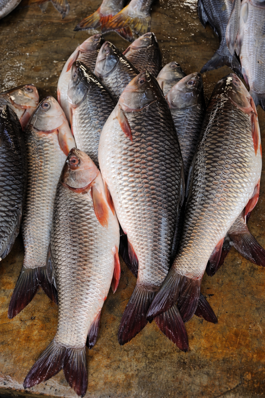 RS Fisheries - Premium Seafood Supply & Distribution