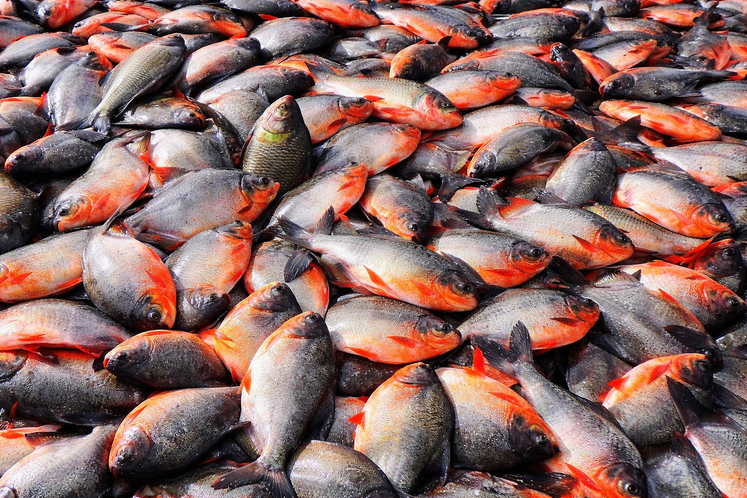 RS Fisheries - Premium Seafood Supply & Distribution
